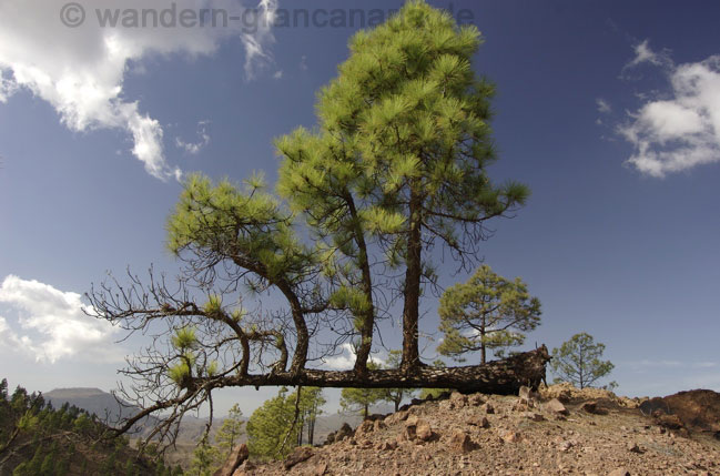 Umgestürzter Baum, Gran Canaria